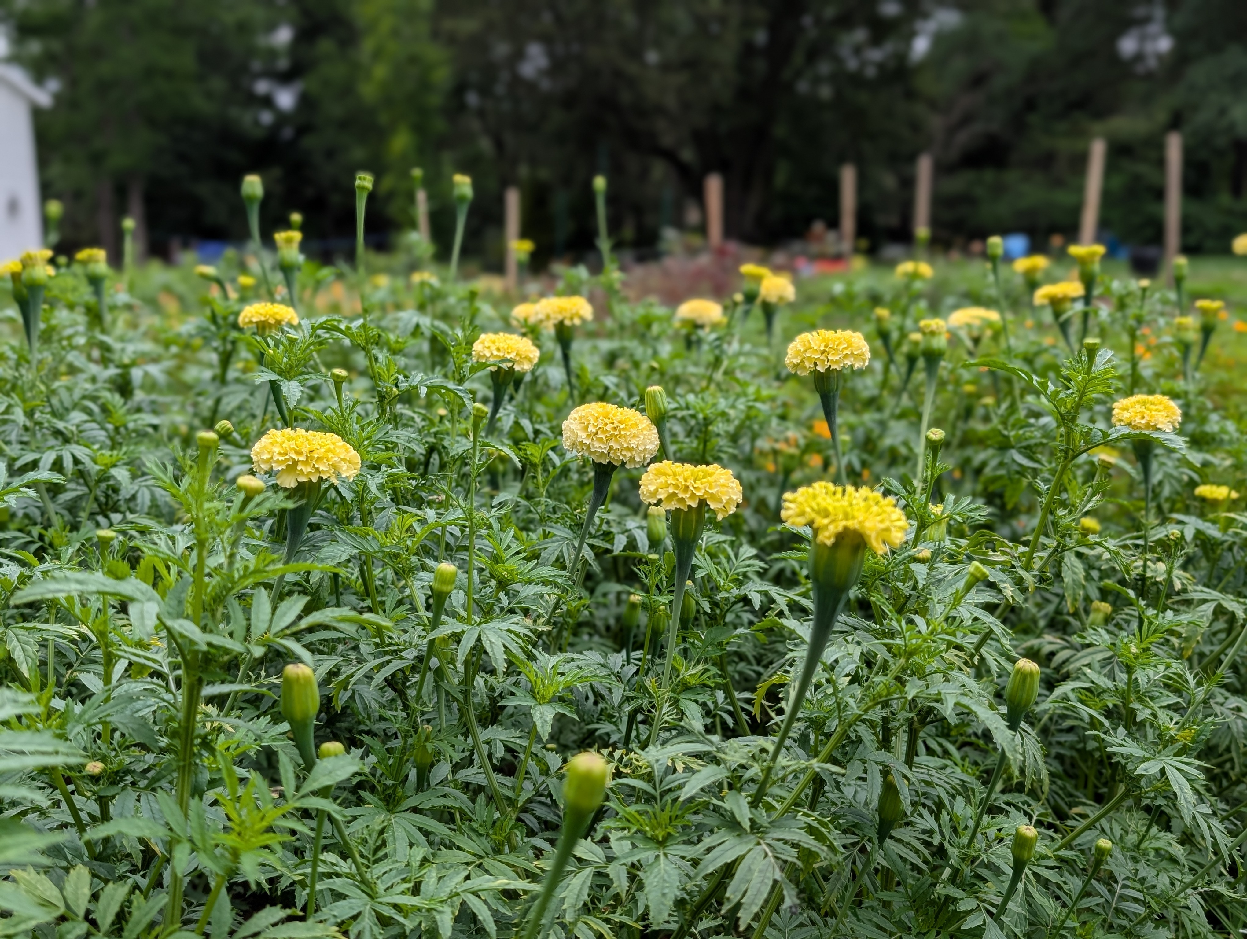 field of marigolds